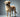 Know Your Breed - Labrador Retriever
