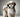 Know Your Breed - Shih Tzu