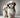 Know Your Breed - Shih Tzu