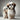 Know Your Breed - Shih Tzu