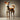 Know Your Breed - Indian Pariah Dog