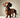 Know Your Breed - Dachshund