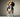 Know Your Breed - Beagle