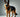 Know Your Breed - German Shepherd