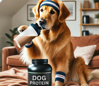 The Role of Supplements in Your Dog's Diet : What You Must Know